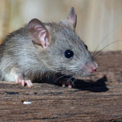 Découvrez comment éloigner les rats et les souris de votre maison !