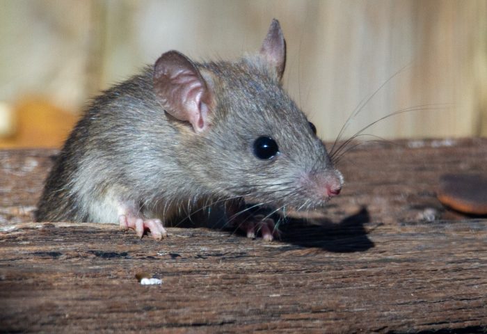 Découvrez comment éloigner les rats et les souris de votre maison !