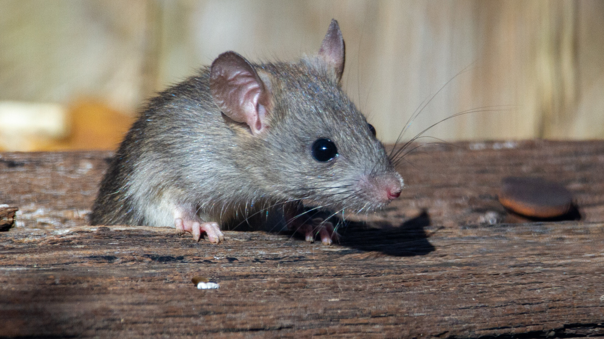 Découvrez comment éloigner les rats et les souris de votre maison !